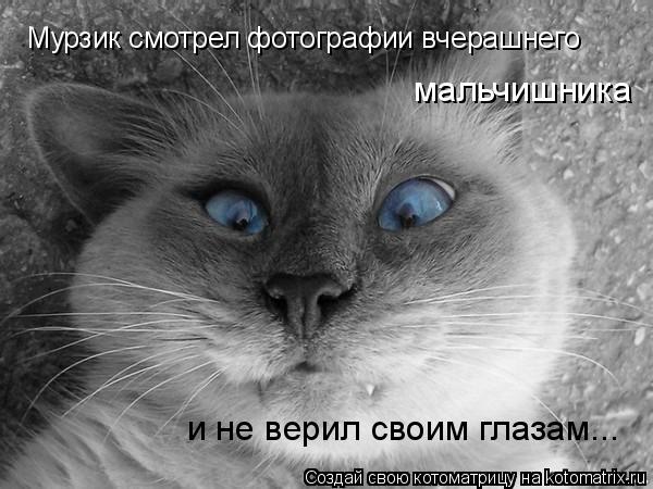 Мурзик смотрел фотографии вчерашнего и не верил своим глазам... мальчишника... Котоматрица: Мурзик смотрел фотографии вчерашнего и не верил своим глазам... мальчишника