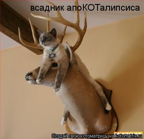 всадник апоКОТалипсиса... Котоматрица: всадник апоКОТалипсиса