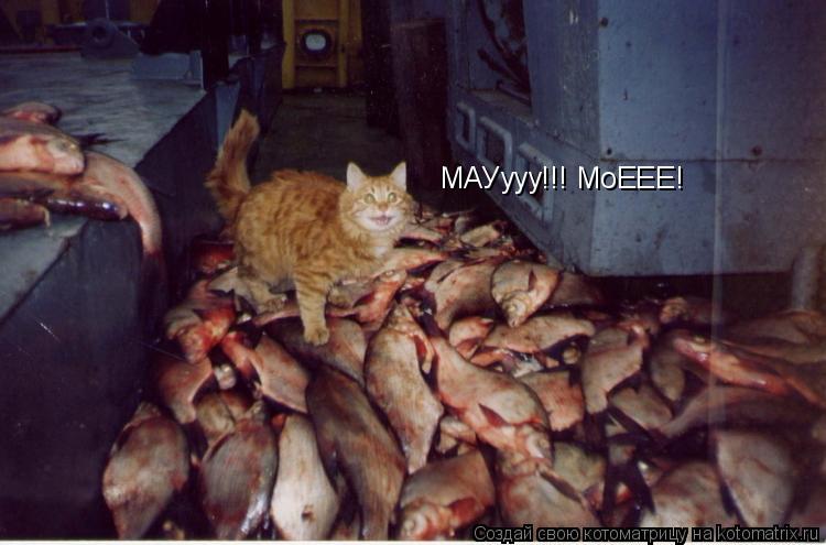 МАУууу!!! МоЕЕЕ!... Котоматрица: МАУууу!!! МоЕЕЕ!