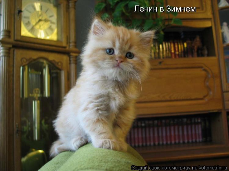 Ленин в Зимнем... Котоматрица: Ленин в Зимнем