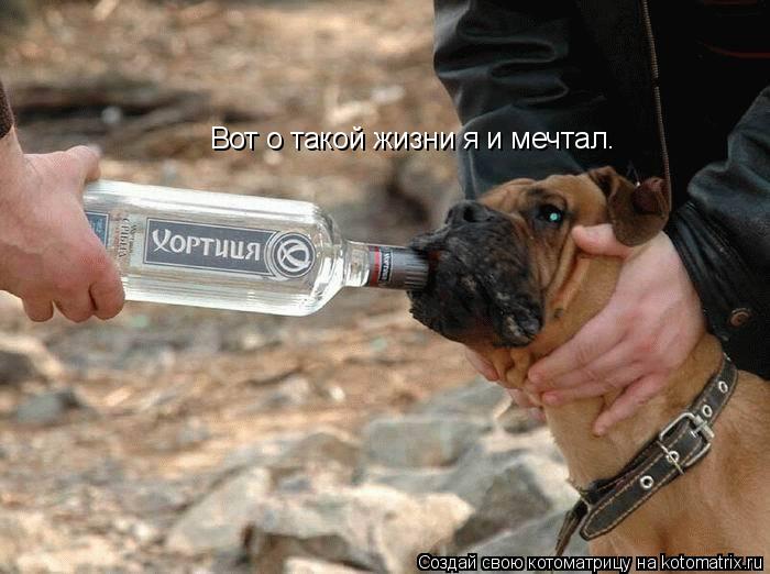 Вот о такой жизни я и мечтал.... Котоматрица: Вот о такой жизни я и мечтал.