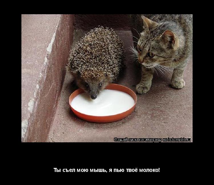 ВСЁ ПО ЧКСТНОМУ!!!!!! Ты съел мою мышь, я пью твоё молоко!... Котоматрица: ВСЁ ПО ЧКСТНОМУ!!!!!! Ты съел мою мышь, я пью твоё молоко!
