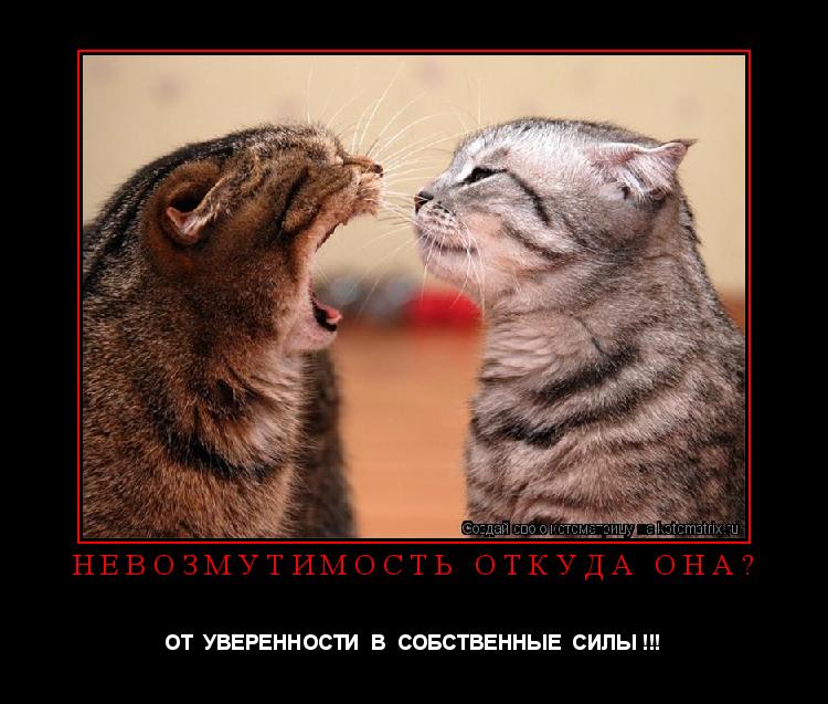 Котоматрица: невозмутимость откуда она? ОТ  УВЕРЕННОСТИ  В  СОБСТВЕННЫЕ  СИЛЫ !!!