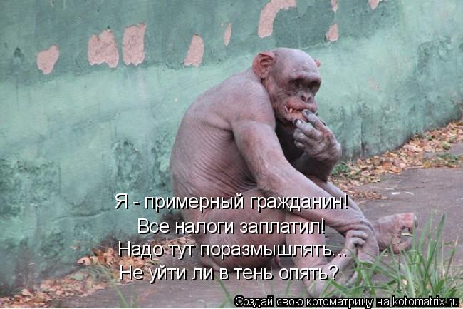 Котоматрица: Я - примерный гражданин! Все налоги заплатил! Надо тут поразмышлять... Не уйти ли в тень опять?