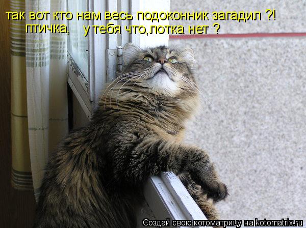 Котоматрица: так вот кто нам весь подоконник загадил ?! у тебя что,лотка нет ? птичка,