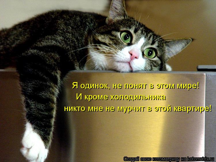 Я одинок, не понят в этом мире! И кроме холодильника никто мне не мурчит в этой квартире!... Котоматрица: Я одинок, не понят в этом мире! И кроме холодильника никто мне не мурчит в этой квартире!