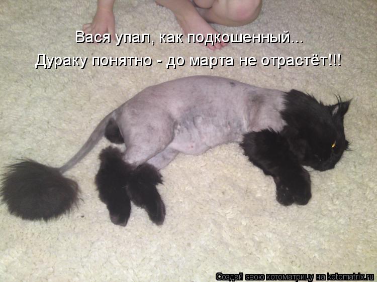 Вася упал, как подкошенный... Дураку понятно - до марта не отрастёт!!!... Котоматрица: Вася упал, как подкошенный... Дураку понятно - до марта не отрастёт!!!