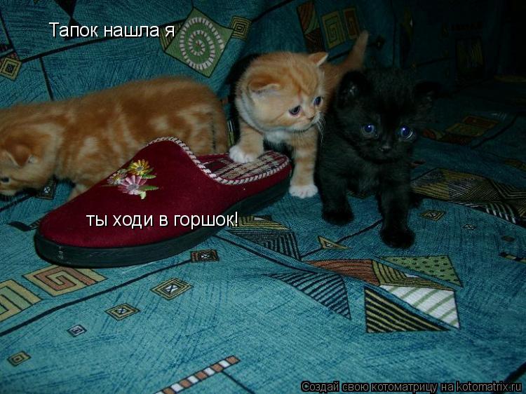 Тапок нашла я ты ходи в горшок!... Котоматрица: Тапок нашла я ты ходи в горшок!