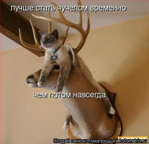 лучше стать чучелом временно чем потом навсегда... Котоматрица: лучше стать чучелом временно чем потом навсегда