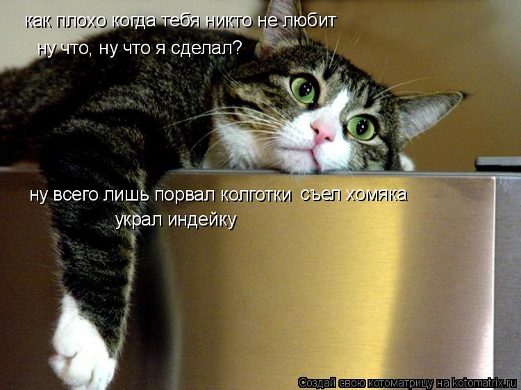 как плохо когда тебя никто не любит ну что, ну что я сделал? ну всего лишь порвал колготки съел хомяк... Котоматрица: как плохо когда тебя никто не любит ну что, ну что я сделал? ну всего лишь порвал колготки съел хомяка украл индейку
