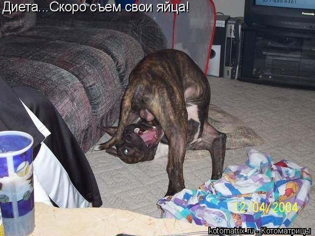 Диета...Скоро съем свои яйца!... Котоматрица: Диета...Скоро съем свои яйца!