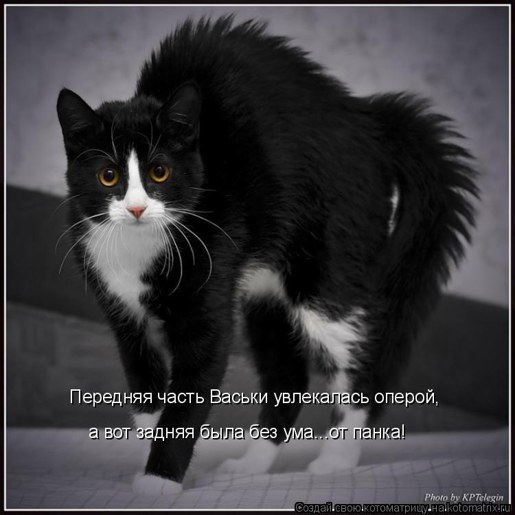 Передняя часть Васьки увлекалась оперой, а вот задняя была без ума...от панка!... Котоматрица: Передняя часть Васьки увлекалась оперой, а вот задняя была без ума...от панка!