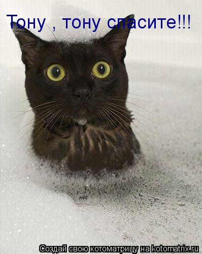 Тону , тону спасите!!!... Котоматрица: Тону , тону спасите!!!