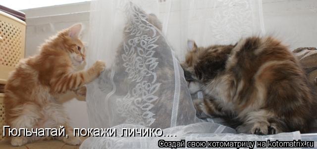 Гюльчатай, покажи личико....... Котоматрица: Гюльчатай, покажи личико....