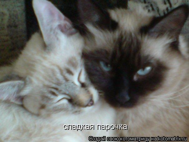 сладкая парочка... Котоматрица: сладкая парочка