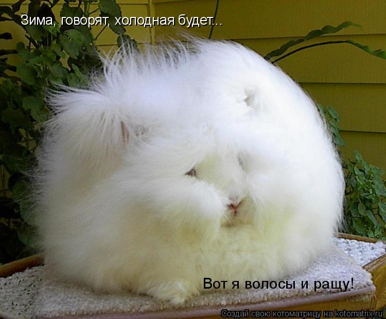 Зима, говорят, холодная будет... Вот я волосы и ращу!... Котоматрица: Зима, говорят, холодная будет... Вот я волосы и ращу!