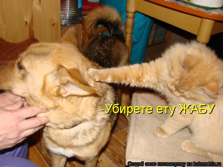 -Убирете ету ЖАБУ... Котоматрица: -Убирете ету ЖАБУ