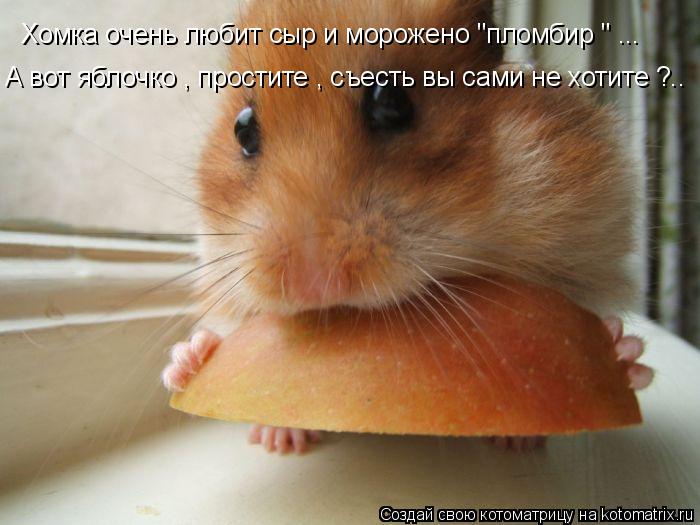 Хомка очень любит сыр и морожено "пломбир " ... А вот яблочко , простите , съесть вы сами не хотите ?... Котоматрица: Хомка очень любит сыр и морожено "пломбир " ... А вот яблочко , простите , съесть вы сами не хотите ?..