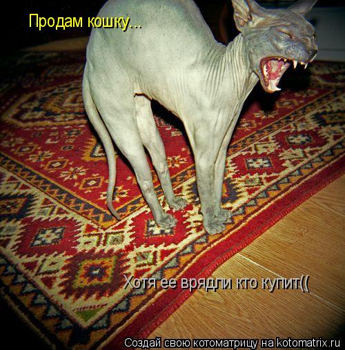 Продам кошку... Хотя ее врядли кто купит((... Котоматрица: Продам кошку... Хотя ее врядли кто купит((