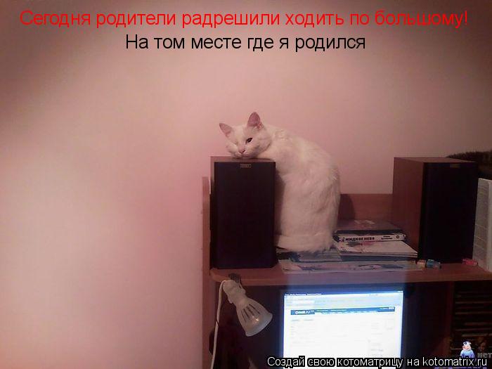 Сегодня родители радрешили ходить по большому! На том месте где я родился... Котоматрица: Сегодня родители радрешили ходить по большому! На том месте где я родился