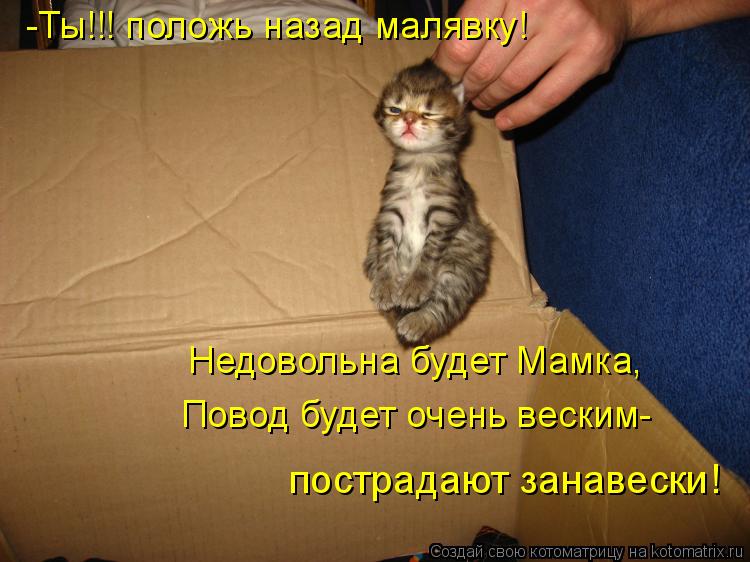 -Ты!!! положь назад малявку! Недовольна будет Мамка, Повод будет очень веским- пострадают занавески!... Котоматрица: -Ты!!! положь назад малявку! Недовольна будет Мамка, Повод будет очень веским- пострадают занавески!