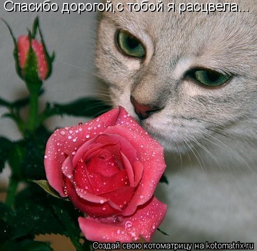 Спасибо дорогой,с тобой я расцвела...... Котоматрица: Спасибо дорогой,с тобой я расцвела...
