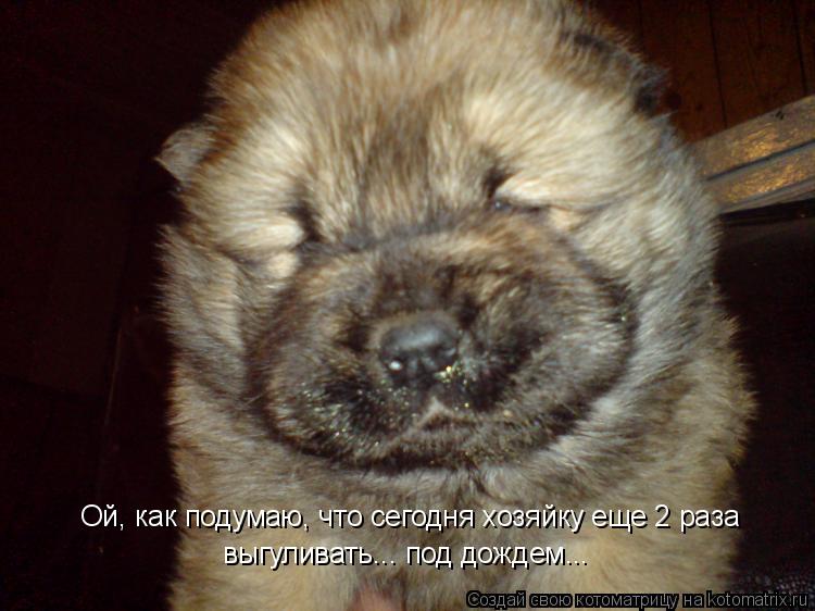 Ой, как подумаю, что сегодня хозяйку еще 2 раза выгуливать... под дождем...... Котоматрица: Ой, как подумаю, что сегодня хозяйку еще 2 раза выгуливать... под дождем...