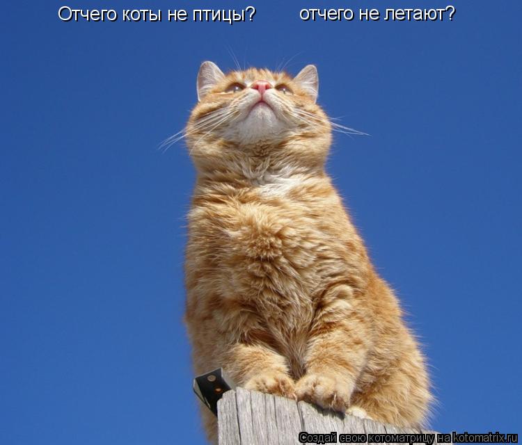 Отчего коты не птицы? отчего не летают?... Котоматрица: Отчего коты не птицы? отчего не летают?