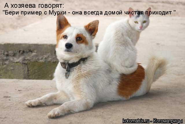 А хозяева говорят: "Бери пример с Мурки - она всегда домой чистая приходит "... Котоматрица: А хозяева говорят: "Бери пример с Мурки - она всегда домой чистая приходит "