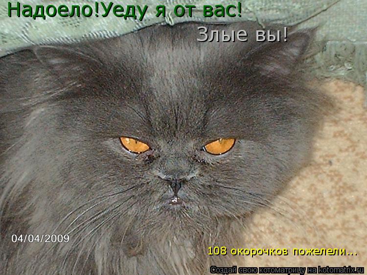 Надоело!Уеду я от вас! Злые вы! 108 окорочков пожелели...... Котоматрица: Надоело!Уеду я от вас! Злые вы! 108 окорочков пожелели...