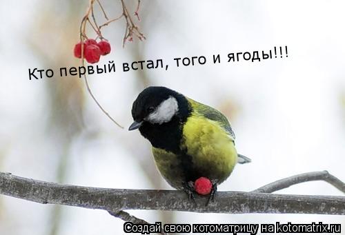 Кто первый встал, того и ягоды!!!... Котоматрица: Кто первый встал, того и ягоды!!!