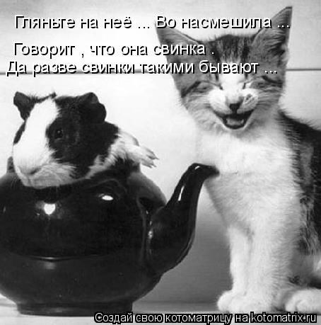 Гляньте на неё ... Во насмешила ... Говорит , что она свинка . Да разве свинки такими бывают ...... Котоматрица: Гляньте на неё ... Во насмешила ... Говорит , что она свинка . Да разве свинки такими бывают ...