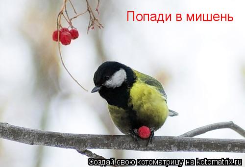 Попади в мишень... Котоматрица: Попади в мишень