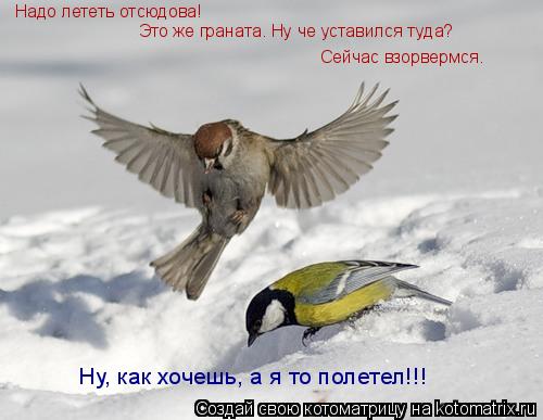 Надо лететь отсюдова! Это же граната. Ну че уставился туда? Сейчас взорвермся. Ну, как хочешь, а я т... Котоматрица: Надо лететь отсюдова! Это же граната. Ну че уставился туда? Сейчас взорвермся. Ну, как хочешь, а я то полетел!!!