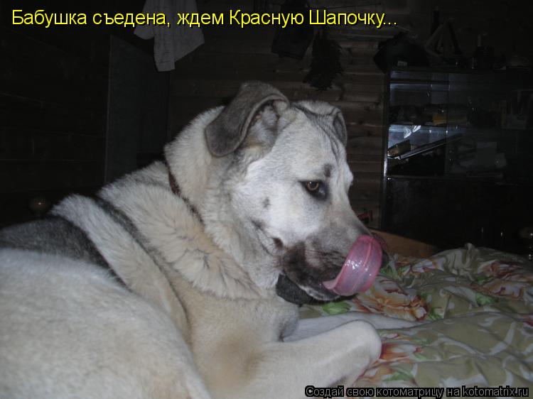Бабушка съедена, ждем Красную Шапочку...... Котоматрица: Бабушка съедена, ждем Красную Шапочку...