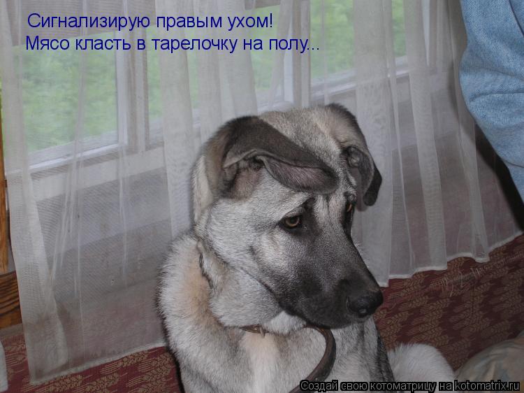 Сигнализирую правым ухом! Мясо класть в тарелочку на полу...... Котоматрица: Сигнализирую правым ухом! Мясо класть в тарелочку на полу...