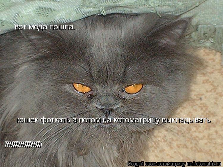 вот мода пошла.... кошек фоткать а потом на котоматрицу выкладывать \\\\\\\\ ////////////////... Котоматрица: вот мода пошла.... кошек фоткать а потом на котоматрицу выкладывать \\\\\\\\ ////////////////