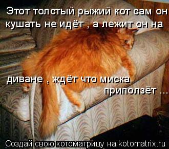 Этот толстый рыжий кот сам он кушать не идёт , а лежит он на диване , ждёт что миска приползёт ...... Котоматрица: Этот толстый рыжий кот сам он кушать не идёт , а лежит он на диване , ждёт что миска приползёт ...
