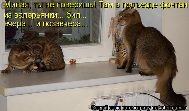 -Милая, ты не поверишь! Там в подъезде фонтан из валерьянки... бил... вчера... и позавчера...... Котоматрица: -Милая, ты не поверишь! Там в подъезде фонтан из валерьянки... бил... вчера... и позавчера...