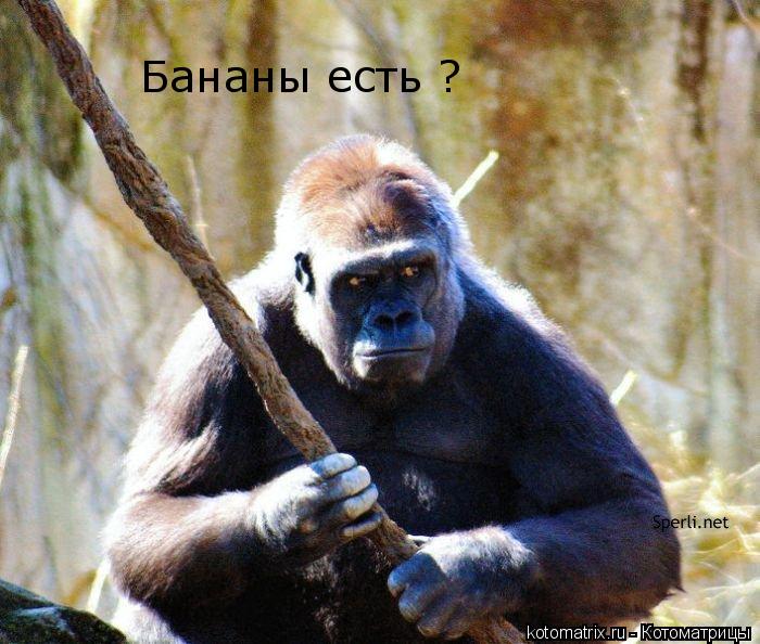 Бананы есть ?... Котоматрица: Бананы есть ?