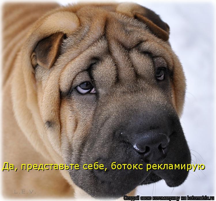 Да, представьте себе, ботокс рекламирую... Котоматрица: Да, представьте себе, ботокс рекламирую