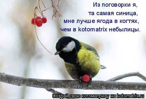 Из поговорки я, та самая синица, мне лучше ягода в когтях, чем в kotomatrix небылицы.... Котоматрица: Из поговорки я, та самая синица, мне лучше ягода в когтях, чем в kotomatrix небылицы.