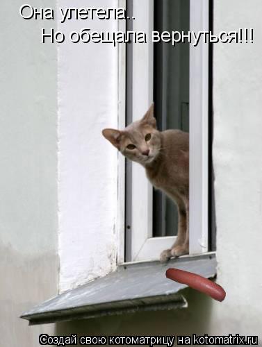 Она улетела.. Но обещала вернуться!!!... Котоматрица: Она улетела.. Но обещала вернуться!!!
