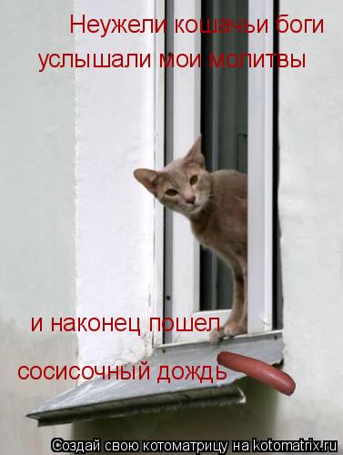 Неужели кошачьи боги услышали мои молитвы и наконец пошел сосисочный дождь... Котоматрица: Неужели кошачьи боги услышали мои молитвы и наконец пошел сосисочный дождь