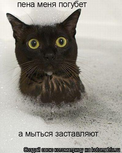 пена меня погубет а мыться заставляют... Котоматрица: пена меня погубет а мыться заставляют