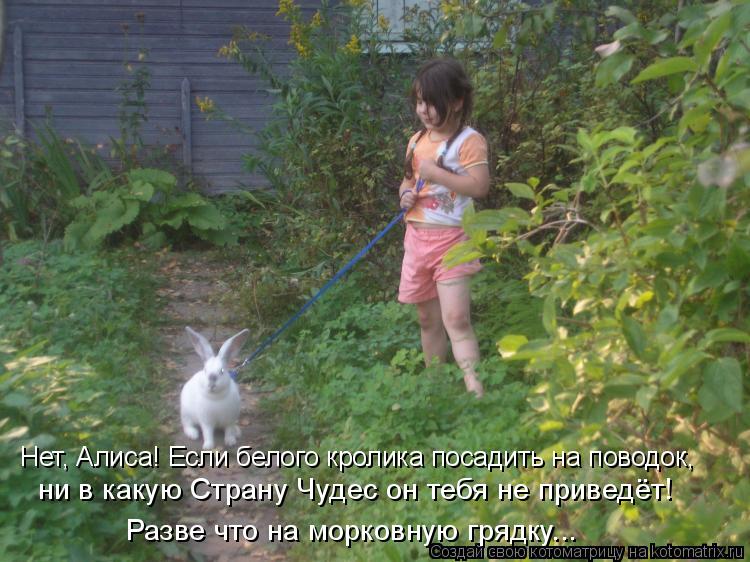 Нет, Алиса! Если белого кролика посадить на поводок, ни в какую Страну Чудес он тебя не приведёт! Раз... Котоматрица: Нет, Алиса! Если белого кролика посадить на поводок, ни в какую Страну Чудес он тебя не приведёт! Разве что на морковную грядку...