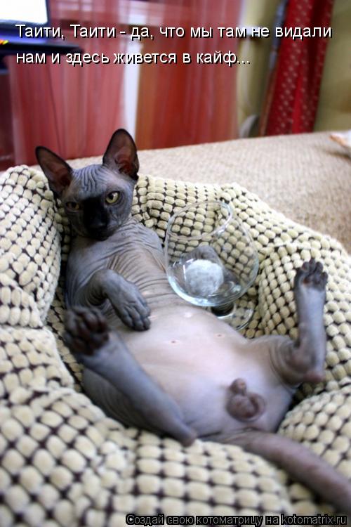 Таити, Таити - да, что мы там не видали нам и здесь живется в кайф...... Котоматрица: Таити, Таити - да, что мы там не видали нам и здесь живется в кайф...