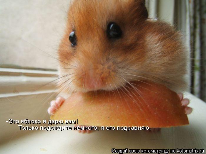 -Это яблоко я дарю вам! Только подождите немного, я его подравняю.... Котоматрица: -Это яблоко я дарю вам! Только подождите немного, я его подравняю.
