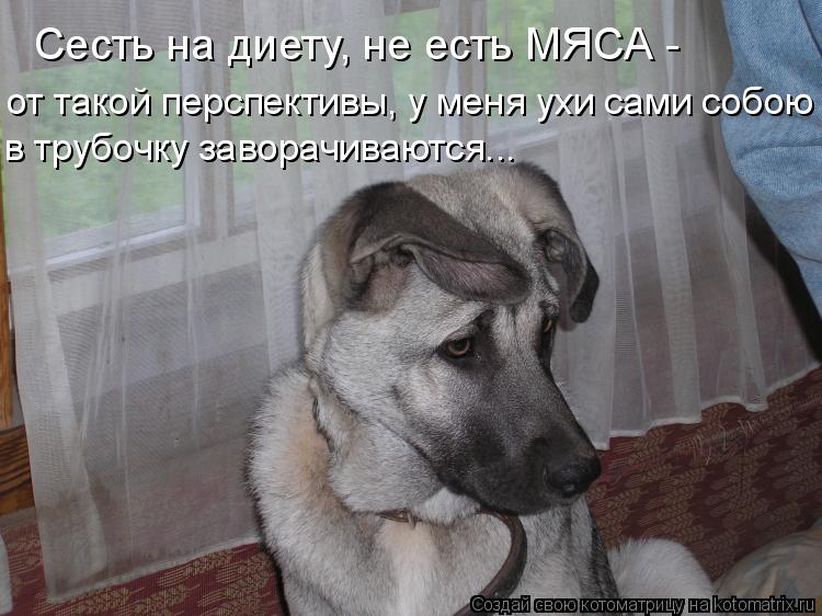 Сесть на диету, не есть МЯСА - от такой перспективы, у меня ухи сами собою в трубочку заворачиваются.... Котоматрица: Сесть на диету, не есть МЯСА - от такой перспективы, у меня ухи сами собою в трубочку заворачиваются...