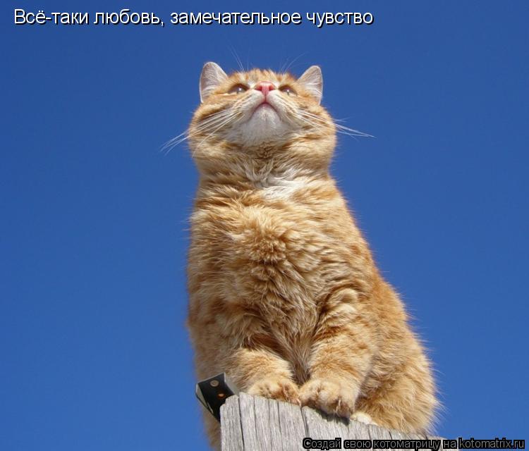 Всё-таки любовь, замечательное чувство... Котоматрица: Всё-таки любовь, замечательное чувство